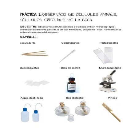 Guió pràctica cèl·lula animal