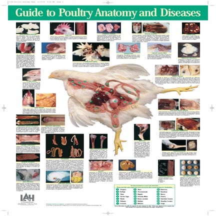 Guide to poultry anatomy and diseases | PDF