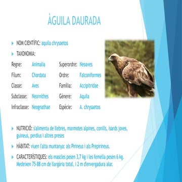 ÀGUILA DAURADA