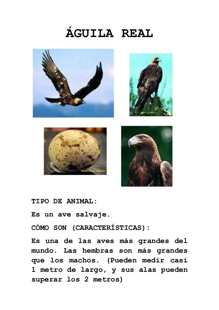 Águila real