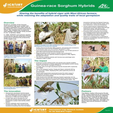Guinea race sorghum hybrids