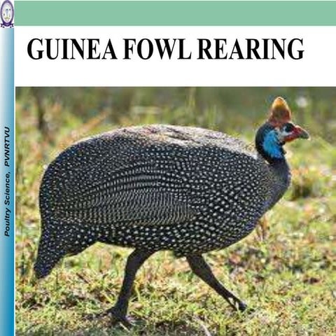 Guinea fowl farming