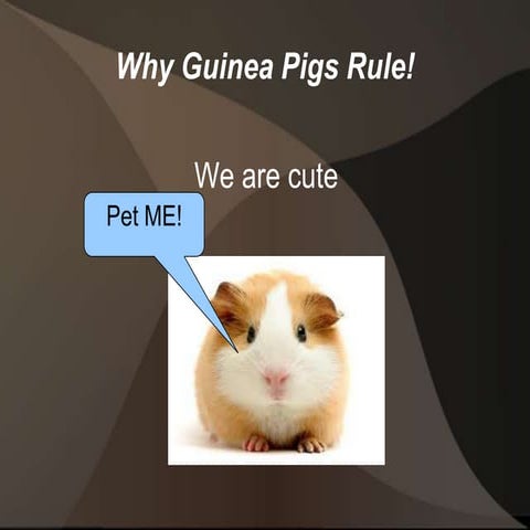 Guinea Pigs Rule! | PPT