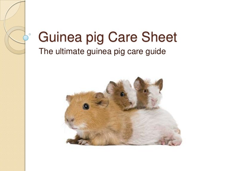 proper guinea pig care