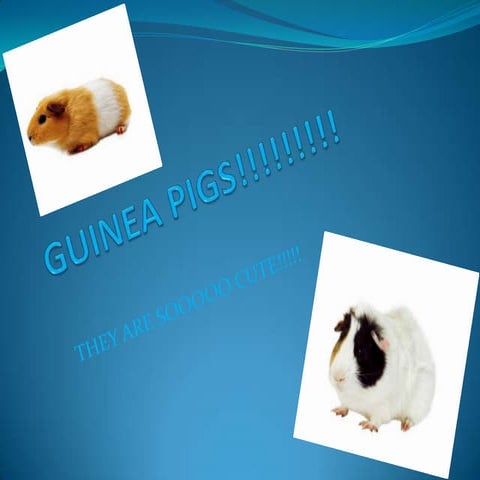 Guinea pigs!!!!!!!!! | PPTX