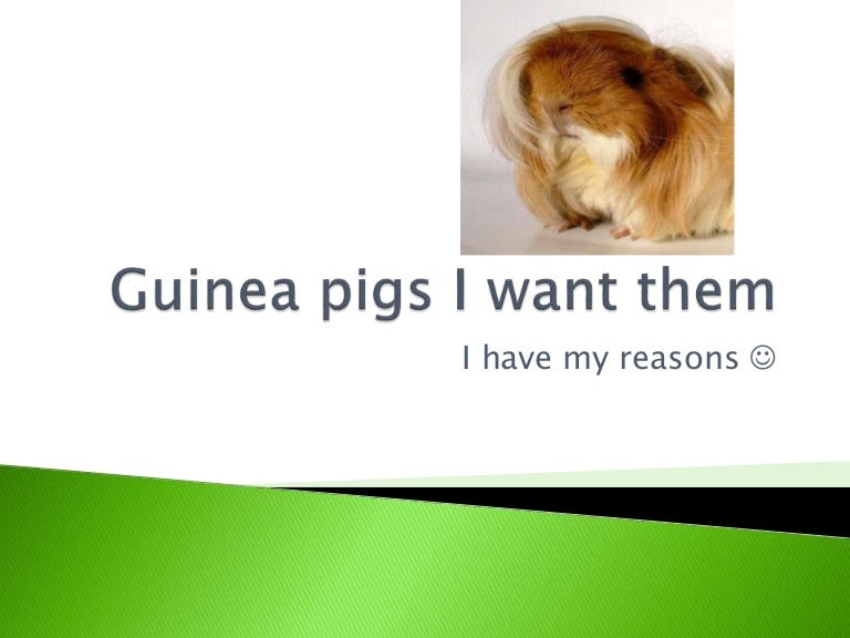 i want a guinea pig