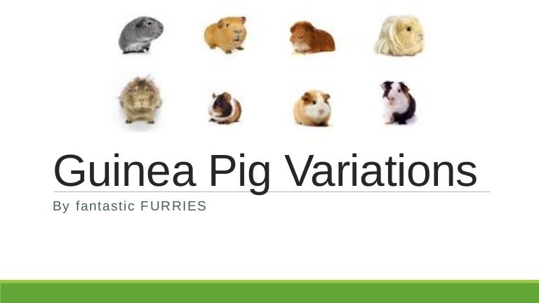 guinea pig coat types