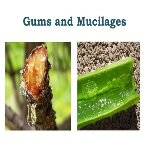 Gums and Mucilages, their pharmaceutical applications.pptx