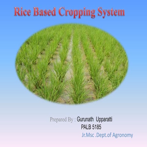 Rice based cropping system