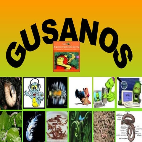 Gusanos alba y marcos