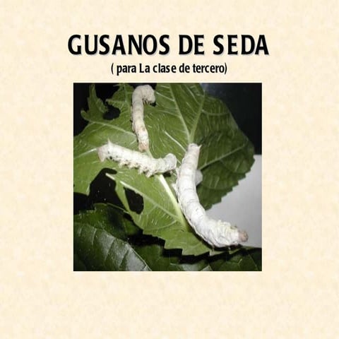 Gusanos de seda | PDF