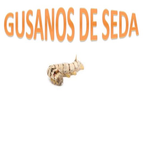 Gusanosdeseda
