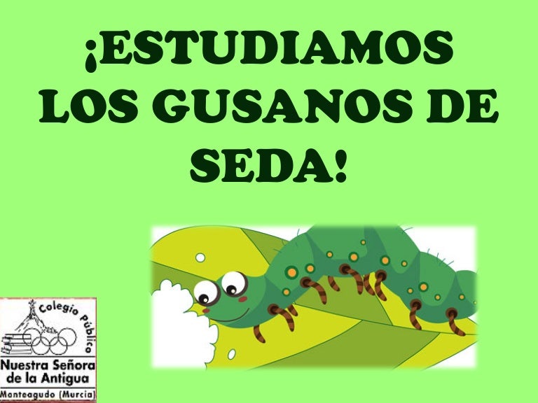 gusano seda liquido amarillo
