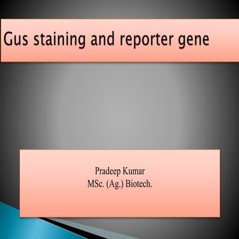 Gus staining and reporter gene
