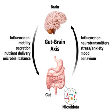 Gut Brain Axis | PDF