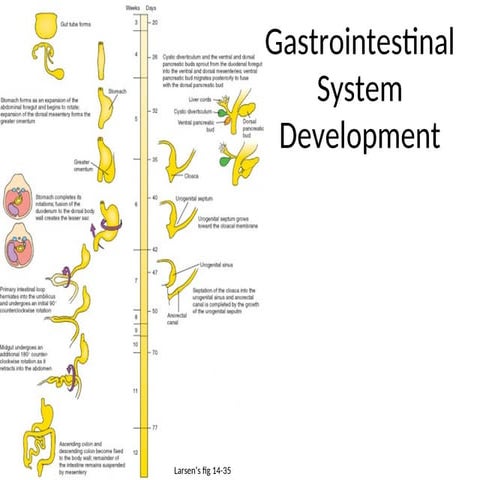 Development of foregut | PPTX