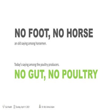 Gut health  the pillar of all production success in poultry