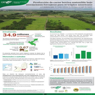 Producción de carne bovina sostenible bajo asociaciones forrajeras para el trópico americano