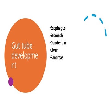 Development of the foregut (esophagus and stomach | PDF