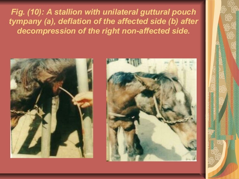 Guttural pouch in equine