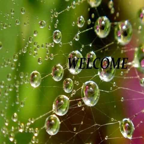 The Human Respiratory System