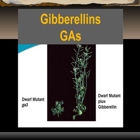 gybbrellin and its role in plant