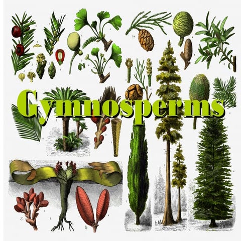 Gymnosperms