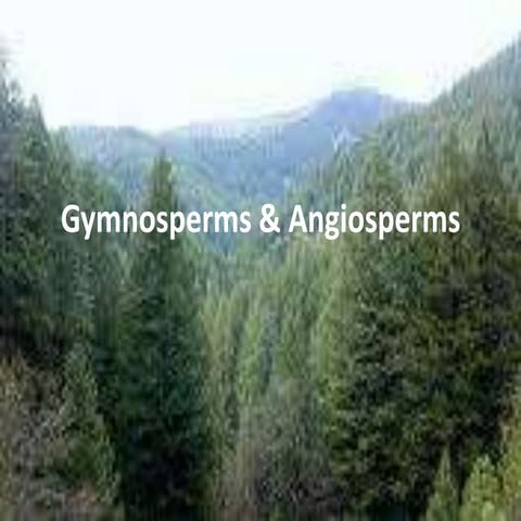 Gymnosperms & angiosperms