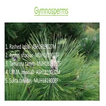 Gymnosperms slide