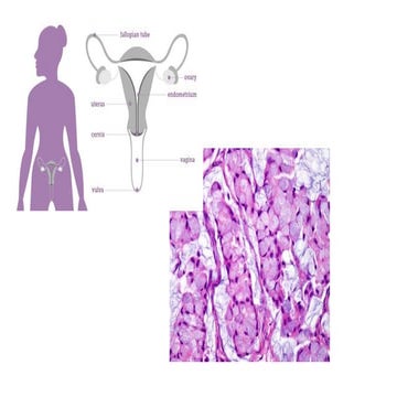 GYNAE PATH INTEGRATED.pptx