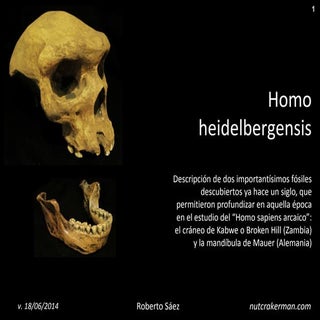 Homo rhodesiensis