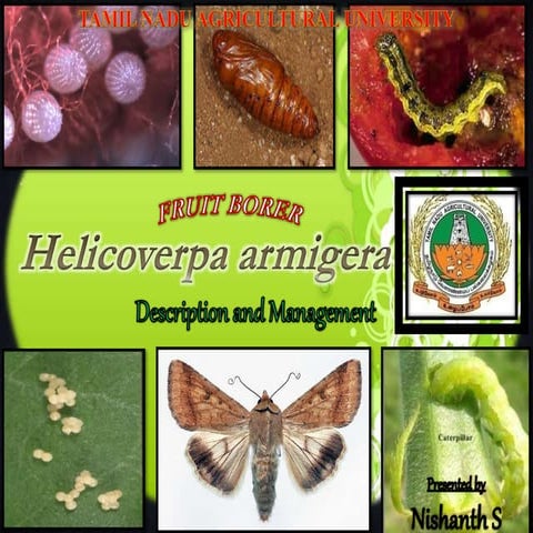 H. armigera - a polyphagous pest