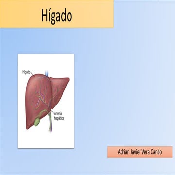 Higado y vesicula biliar | PDF