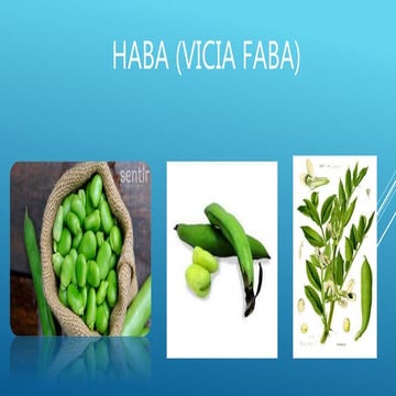 Haba vicia-faba | PPTX