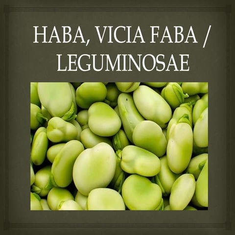 Haba vicia-faba-expo