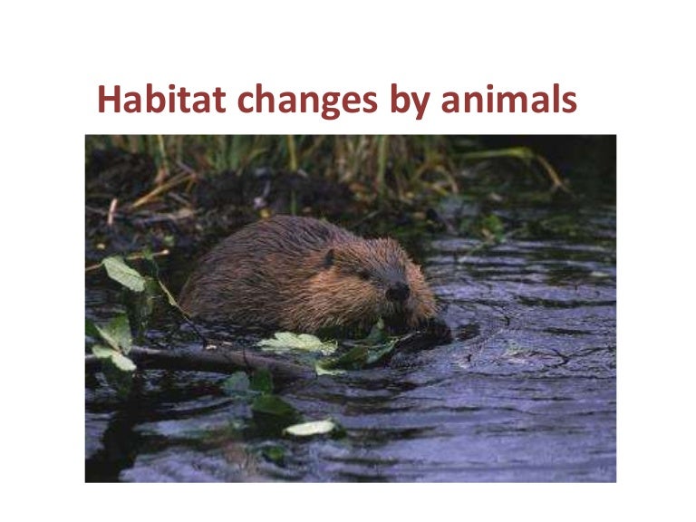 Habitat changes by animals