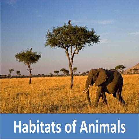 Habitats of Animals
