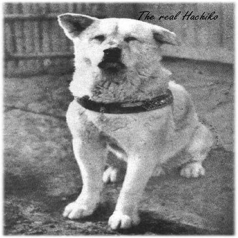 The story of Hachiko by Todd Jacobucci
