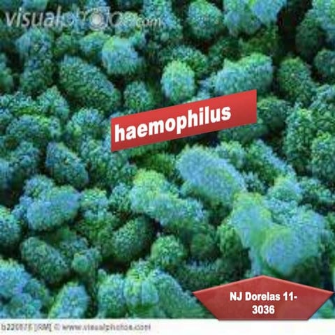 Haemophilus influenza