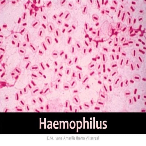 Haemophilus