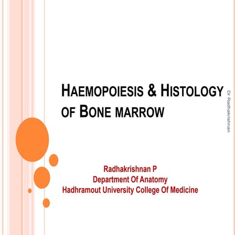 Hematopoiesis and Erythropoiesis | PDF