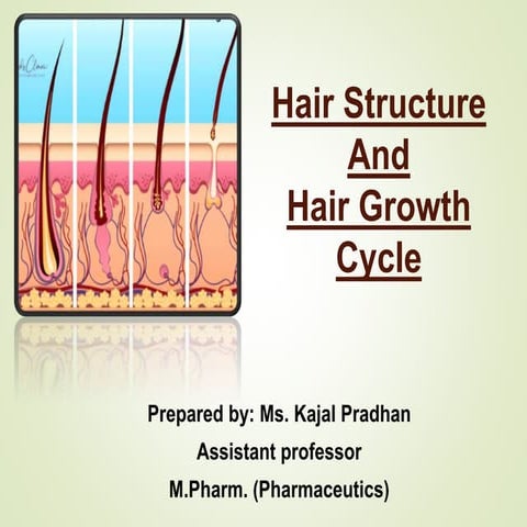 Hair sturcture and hair cycle