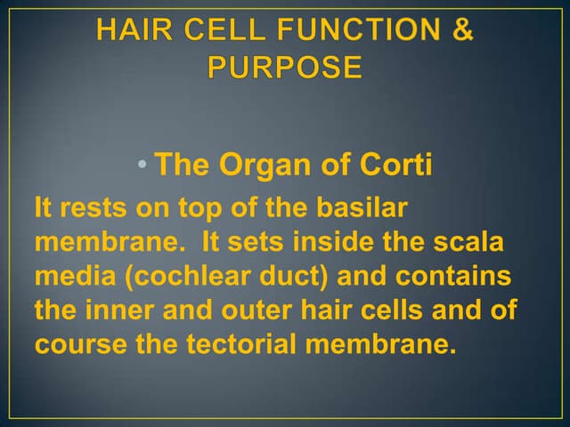 Hair cell function and purpose