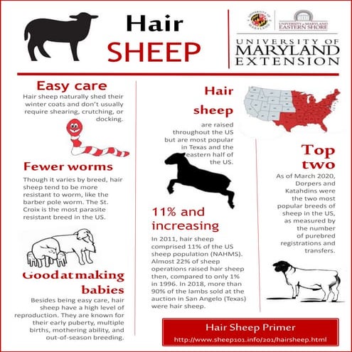 Hair sheep