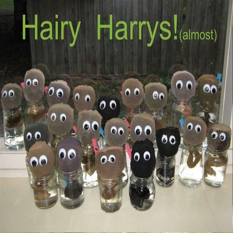 Hairy Harrys