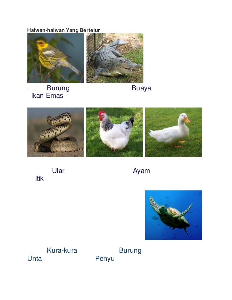 Haiwan