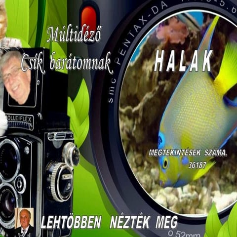 Halak A legtöbbet nézett képek | PPT