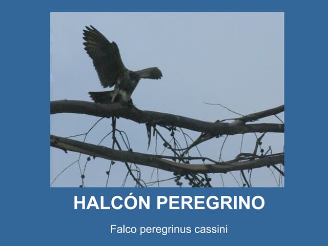 Halcón peregrino