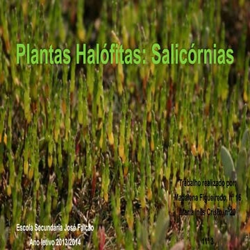 Plantas Halófitas: Salicórnias - Madalena Figueiredo e Maria Inês ...
