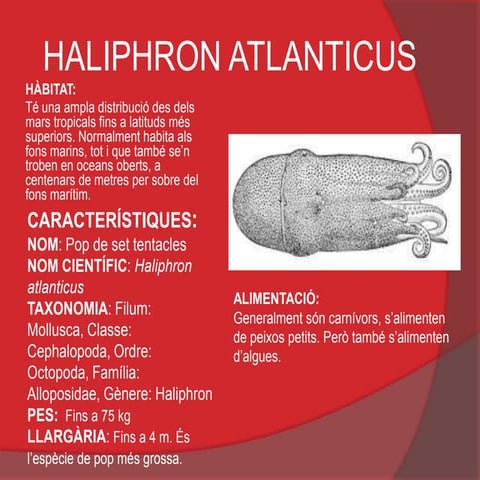 Haliphron atlanticus (cefalòpode)